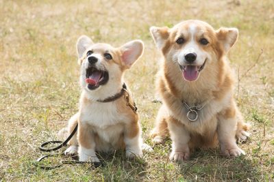 Portrait of dogs standing on field