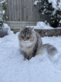 Close up  of cat in the snow in backyard in london. siberian cat playing in garden in the snow