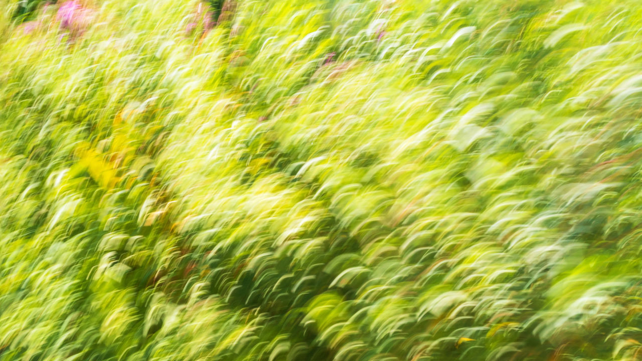 green, grass, backgrounds, full frame, plant, lawn, sunlight, nature, field, no people, algae, leaf, flower, meadow, growth, beauty in nature, motion, agriculture, day, outdoors, land, blurred motion, freshness, water, pattern, close-up, environment, tree, grassland, vegetation