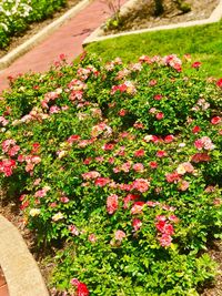 Close-up of red flowers blooming outdoors