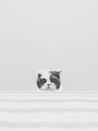 Portrait of cat on bed against white background