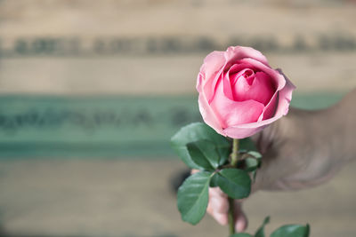 Close-up of pink rose blooming outdoors