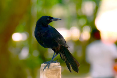 Close-up of bird perching on a plant