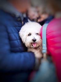 Close-up of dog sitting on hand