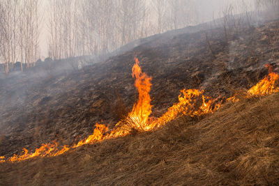 Panoramic view of bonfire on land against trees