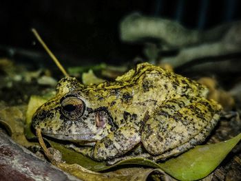 Close-up of frog on rock