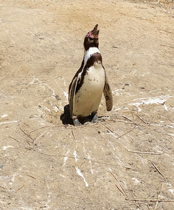 High angle view of penguin on beach