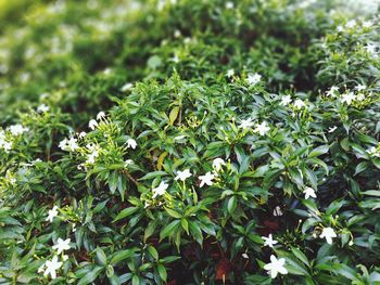 High angle view of flowering plants on field