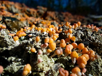 Close-up of pumpkins on rock