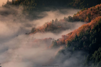 Scenic view of trees against sky