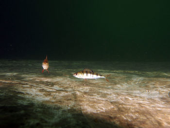 View of birds swimming in sea