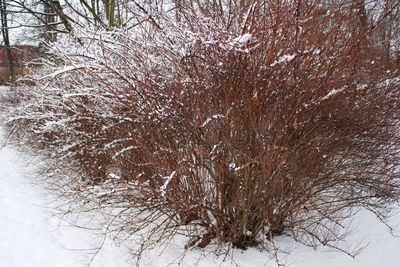 Close-up of tree during winter