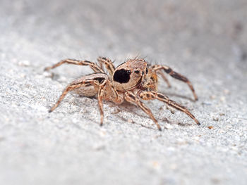 Close-up of spider