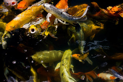 Close-up of fish swimming in sea