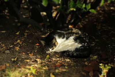 Close-up of leaves on ground