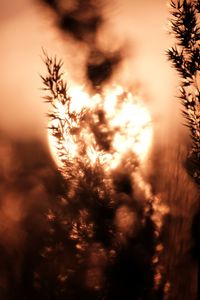 Close-up of plant at sunset