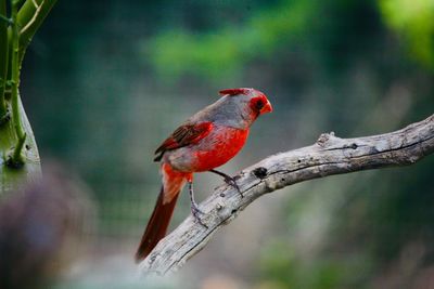 Bird perching on branch