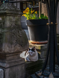 Cat sitting in a pot