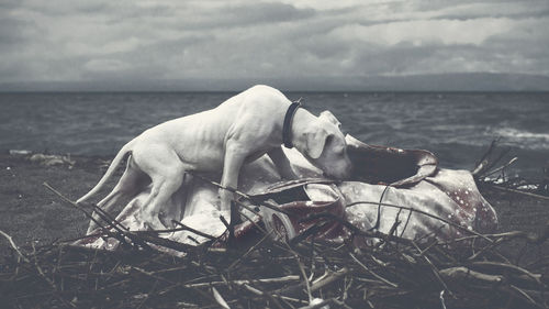 Dog relaxing on shore