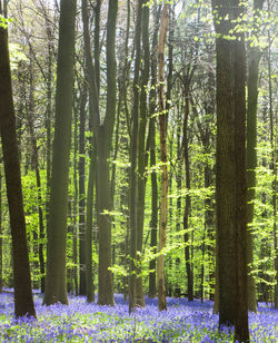 View of trees in forest