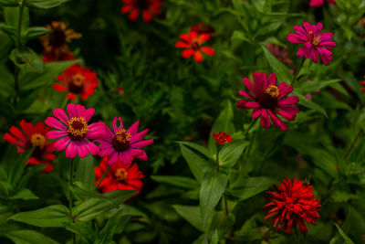 Close-up of pink flowering plants