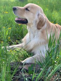 View of a dog looking away