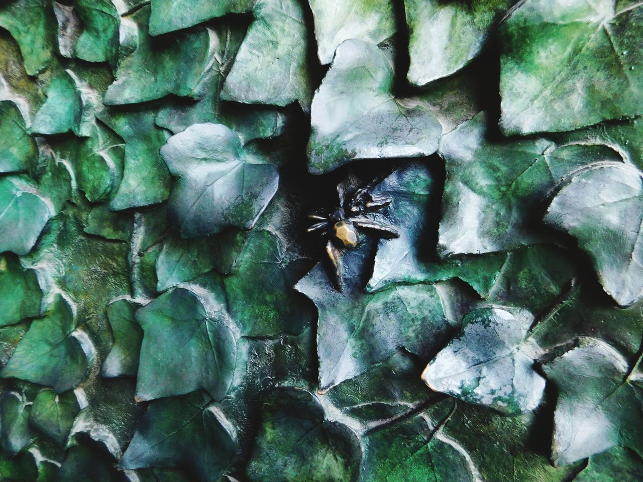 CLOSE-UP OF INSECT ON LEAF