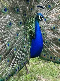 Close-up of peacock