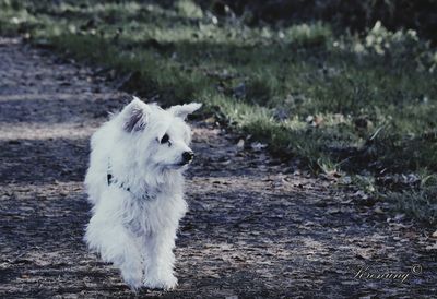 White dog running on field