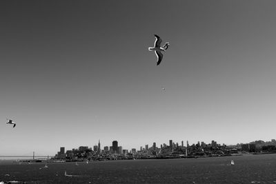 View of birds flying over city