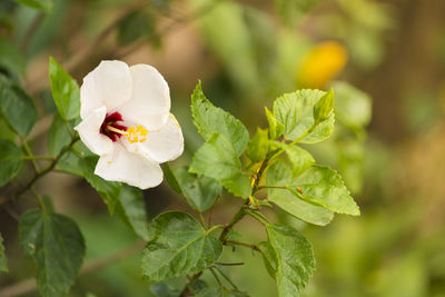 Close-up of white flowering plant