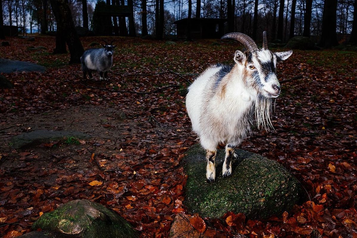 SHEEP STANDING IN A FOREST