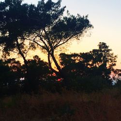 Silhouette of trees on field against sky at sunset