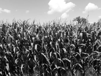 Plants growing on field against sky