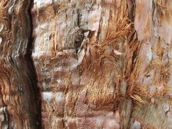 Close-up of tree trunk
