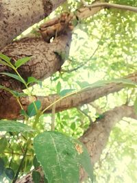 Close-up of leaves on tree