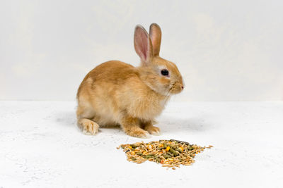 pet