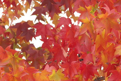 Full frame shot of red leaves