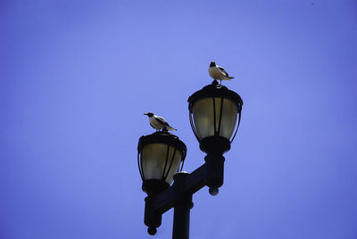 Low angle view of seagull perching on street light