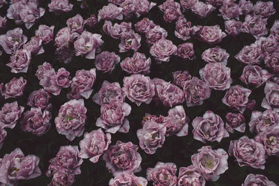 Full frame shot of pink flowering plants