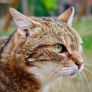 Close-up portrait of cat