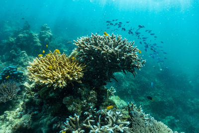 View of coral in sea