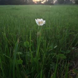 Flowers blooming on field