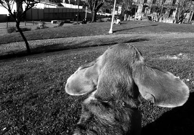 Close-up of monkey on tree