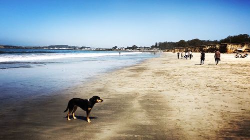 Dogs standing at beach against clear sky