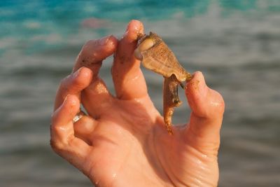 Close-up of hand holding sea shore