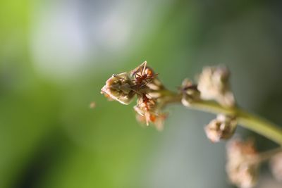 Close-up of insect on plant