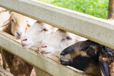 High angle view of goats looking though fence