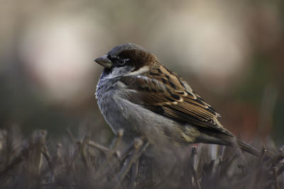 Close-up of bird perching outdoors