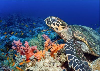 The underwater scenery of the sea is very beautiful, indonesia's marine habitat